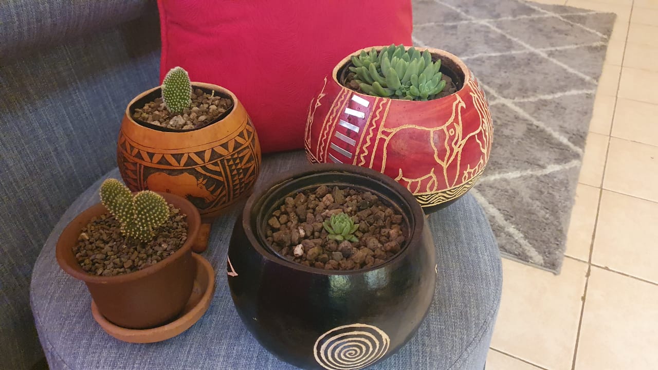 3 Gourd  Planters + 1 Clay Pot (Set of 4)  with succulents